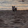 Images de profil de Océane - Blooming Pets - Petsitting et garde d'animaux à domicile