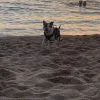 Images de profil de Océane - Blooming Pets - Petsitting et garde d'animaux à domicile