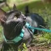 Images de profil de Océane - Blooming Pets - Petsitting et garde d'animaux à domicile