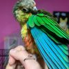 Images de profil de Océane - Blooming Pets - Petsitting et garde d'animaux à domicile