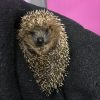 Images de profil de Océane - Blooming Pets - Petsitting et garde d'animaux à domicile