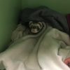 Images de profil de Océane - Blooming Pets - Petsitting et garde d'animaux à domicile