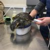 Images de profil de Océane - Blooming Pets - Petsitting et garde d'animaux à domicile