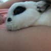 Images de profil de Océane - Blooming Pets - Petsitting et garde d'animaux à domicile