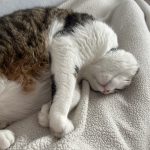 Enjoy Mon Chat  Chat de gouttière (Commun) Mâle stérilisé - Garde d'animaux à domicile