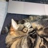 Images de profil de océane - Blooming Pets - Petsitting et garde d'animaux à domicile