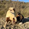 Images de profil de océane - Blooming Pets - Petsitting et garde d'animaux à domicile