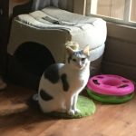Prune Mon Chat  Chat de gouttière (Commun) Femelle - Garde d'animaux à domicile