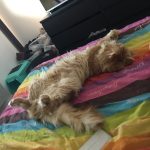Spyke Mon Chat  Maine Coon Mâle stérilisé - Garde d'animaux à domicile