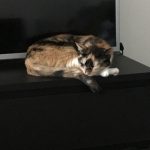 Shanelle Mon Chat  Européen Femelle - Garde d'animaux à domicile