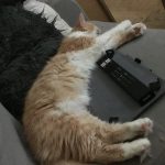 Kiara Mon Chat  Croisé Femelle - Garde d'animaux à domicile