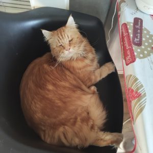 Images de profil de Océane - Blooming Pets - Petsitting et garde d'animaux à domicile