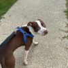 Images de profil de Oceane - Blooming Pets - Petsitting et garde d'animaux à domicile