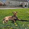 Images de profil de Oceane - Blooming Pets - Petsitting et garde d'animaux à domicile