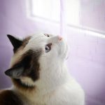 Cendrillon Mon Chat  Ragdoll Femelle - Garde d'animaux à domicile