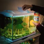 1 Poissons - 4 Litres Mon Aquarium d’eau douce    - Garde d'animaux à domicile