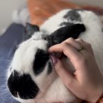 Pinpin Mon Lapin  Géant des Flandres Mâle - Garde d'animaux à domicile