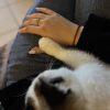 Images de profil de Océane - Blooming Pets - Petsitting et garde d'animaux à domicile