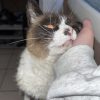 Images de profil de Océane - Blooming Pets - Petsitting et garde d'animaux à domicile