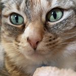 Moon Mon Chat  Européen Femelle stérilisée - Garde d'animaux à domicile