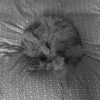 Images de profil de Océane - Blooming Pets - Petsitting et garde d'animaux à domicile