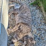 Oceane - Blooming Pets - Petsitting et garde d'animaux à domicile