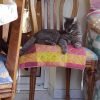 Oceane - Blooming Pets - Petsitting et garde d'animaux à domicile