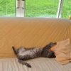 Oceane - Blooming Pets - Petsitting et garde d'animaux à domicile