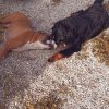 Images de profil de Olivia - Blooming Pets - Petsitting et garde d'animaux à domicile
