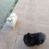 Images de profil de Olivia - Blooming Pets - Petsitting et garde d'animaux à domicile