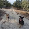 Images de profil de Olivia - Blooming Pets - Petsitting et garde d'animaux à domicile