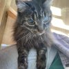 Images de profil de Orane - Blooming Pets - Petsitting et garde d'animaux à domicile