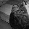 Images de profil de Orane - Blooming Pets - Petsitting et garde d'animaux à domicile