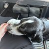 Images de profil de Orégane - Blooming Pets - Petsitting et garde d'animaux à domicile