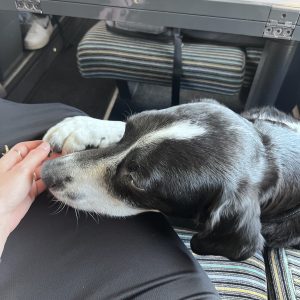 Images de profil de Orégane - Blooming Pets - Petsitting et garde d'animaux à domicile