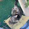 Images de profil de Orégane - Blooming Pets - Petsitting et garde d'animaux à domicile