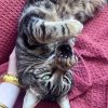 Images de profil de Orégane - Blooming Pets - Petsitting et garde d'animaux à domicile