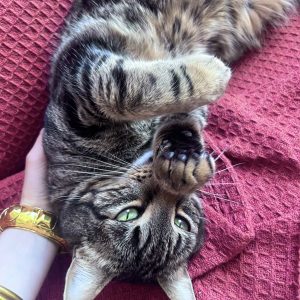 Images de profil de Orégane - Blooming Pets - Petsitting et garde d'animaux à domicile