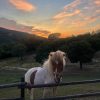 Images de profil de Orégane - Blooming Pets - Petsitting et garde d'animaux à domicile
