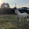 Images de profil de Orégane - Blooming Pets - Petsitting et garde d'animaux à domicile