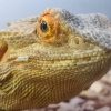 Images de profil de Kevin - Blooming Pets - Petsitting et garde d'animaux à domicile
