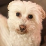 Bianca Mon Chien  Coton de Tuléar Femelle - Garde d'animaux à domicile