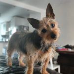 Gribouille Mon Chien  Terrier Australien Femelle - Garde d'animaux à domicile