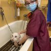 Images de profil de Paola - Blooming Pets - Petsitting et garde d'animaux à domicile
