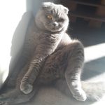 Olaf Mon Chat  Scottish Fold Mâle stérilisé - Garde d'animaux à domicile