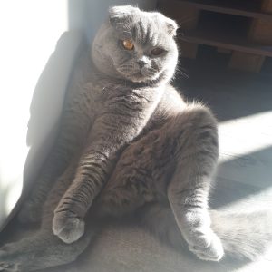Olaf