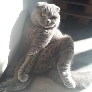 Olaf