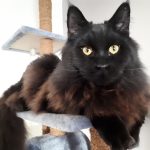 Flóki Mon Chat  Maine Coon Mâle - Garde d'animaux à domicile