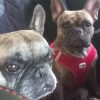 Images de profil de Pascale - Blooming Pets - Petsitting et garde d'animaux à domicile