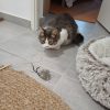 Images de profil de Pascale - Blooming Pets - Petsitting et garde d'animaux à domicile